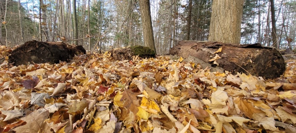 USED 2024-11-02-0002-awenda-pp-beaver-pond-trail