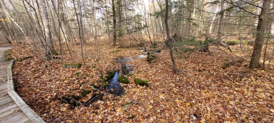 USED 2024-11-02-0007-awenda-pp-beaver-pond-trail