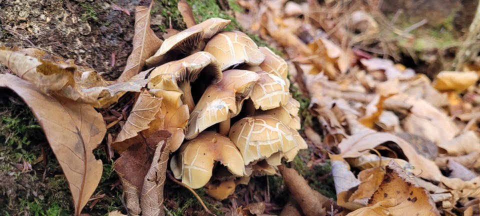 USED 2024-11-02-0009-awenda-pp-beaver-pond-trail