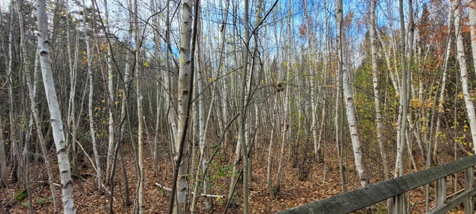 USED 2024-11-02-0012-awenda-pp-beaver-pond-trail