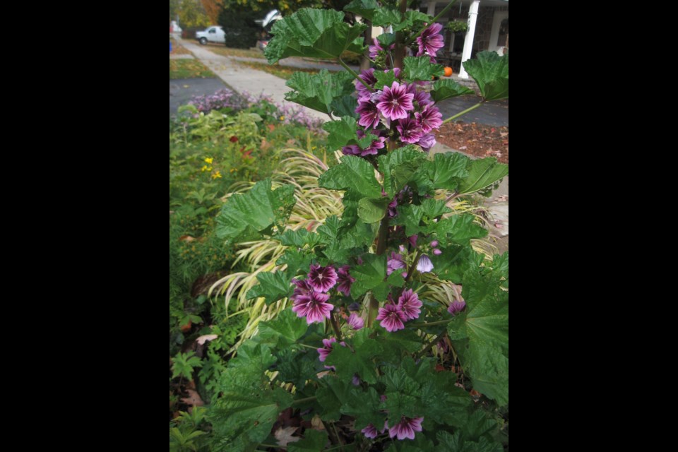 A boulevard garden in Midland. Carol Philips photo