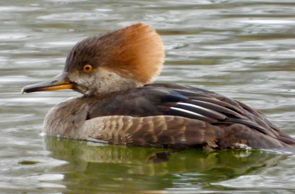 USED 20241016femalehoodedmerganser