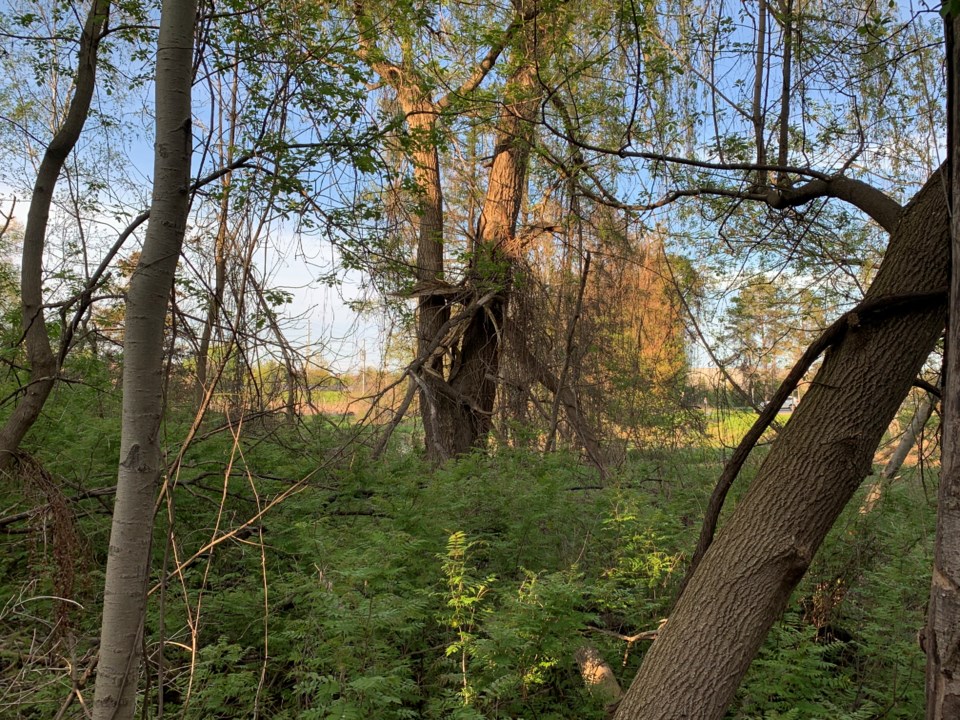 USED 2019 05 25 forest tree damage DK