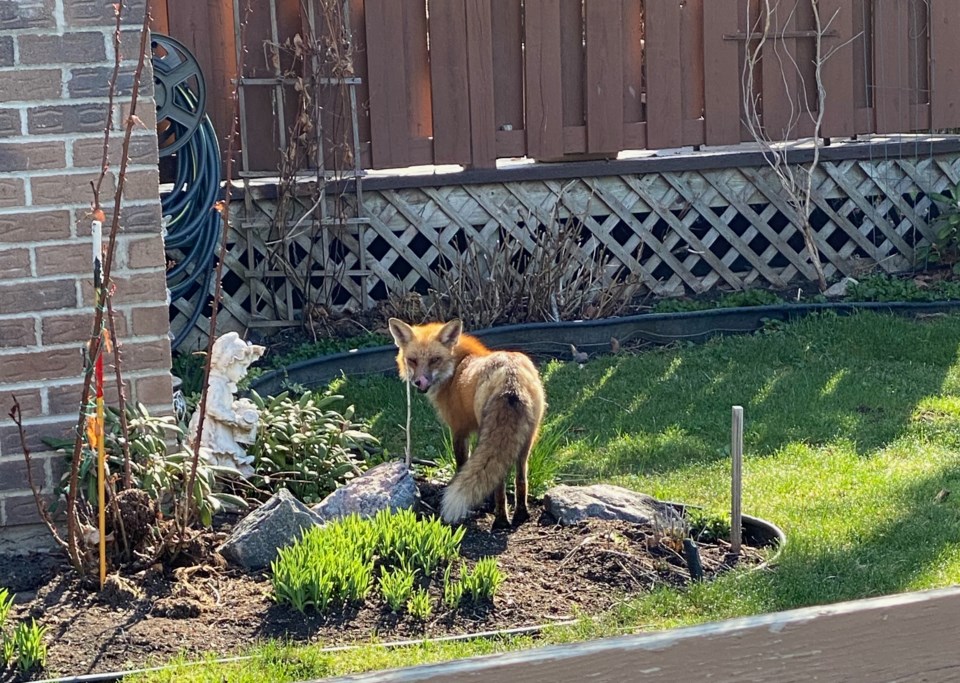 USED 2021 05 14 backyard visitor 