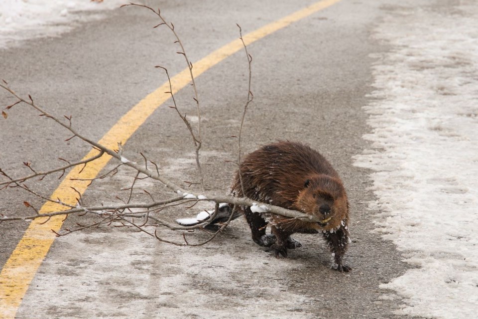 USED 2022 02 26 beaver on trail