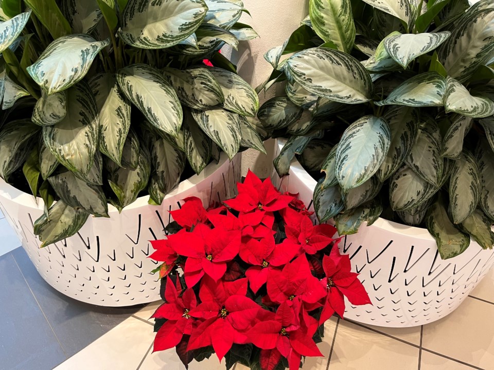 USED 20221212poinsettiaek