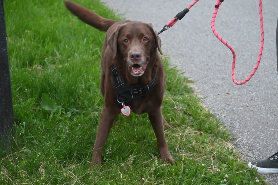 USED 202400608-newmarket-dog-jq