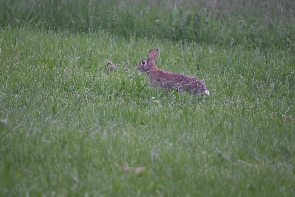 USED 202400612-newmarket-bunny-jq