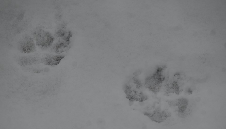 USED 20240207-paw-prints-jq