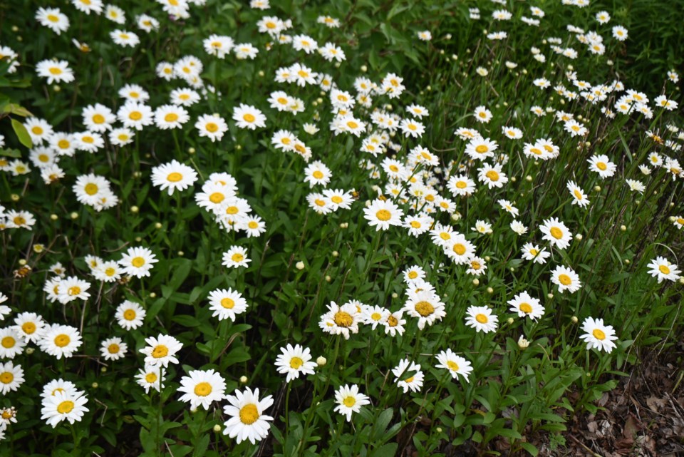 USED 20240702-newmarket-daisies-jq