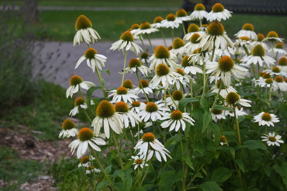 USED 20240710-newmarket-flowers-jq