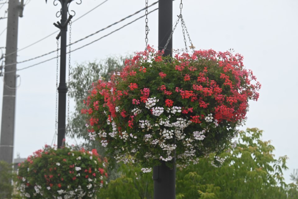 USED20240720-newmarket-flowers-jq