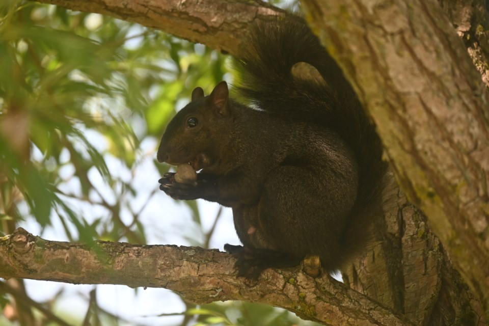 USED20240724-newmarket-squirrel-jq-1