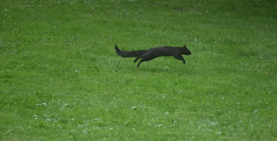 USED 20240829-newmarket-squirrel-jq