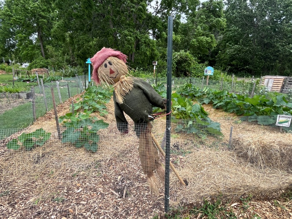 USED 20240906-community-garden-scarecrow-dk