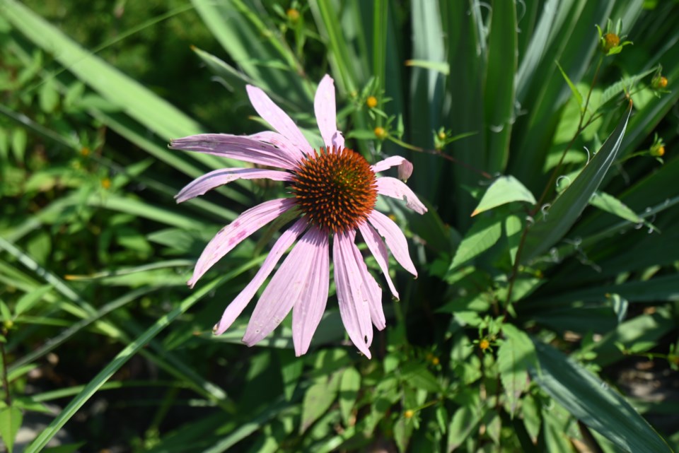 USED 20240916-newmarket-flower-jq