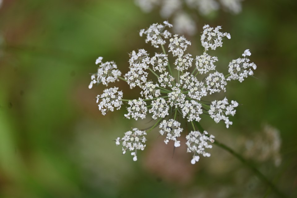 USED 20241009-newmarket-flower-jq