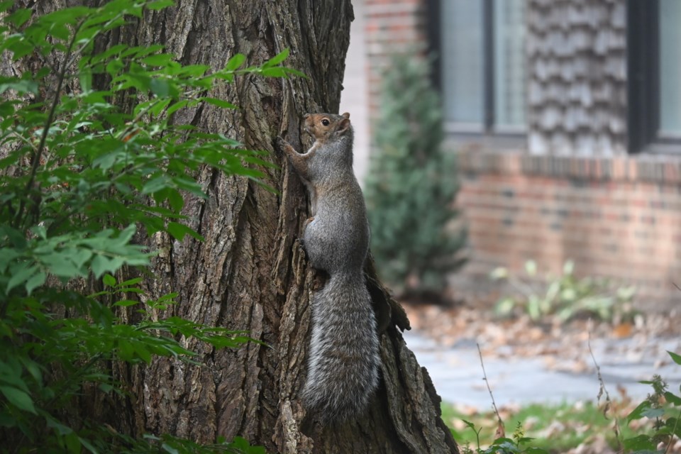 USED 20241011-newmarket-squirrel