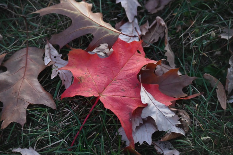 USED 20241027-newmarket-leaf-jq