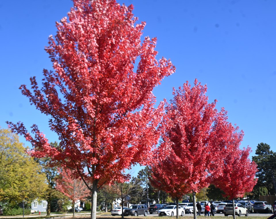 USED 20241030-newmarket-trees-jq