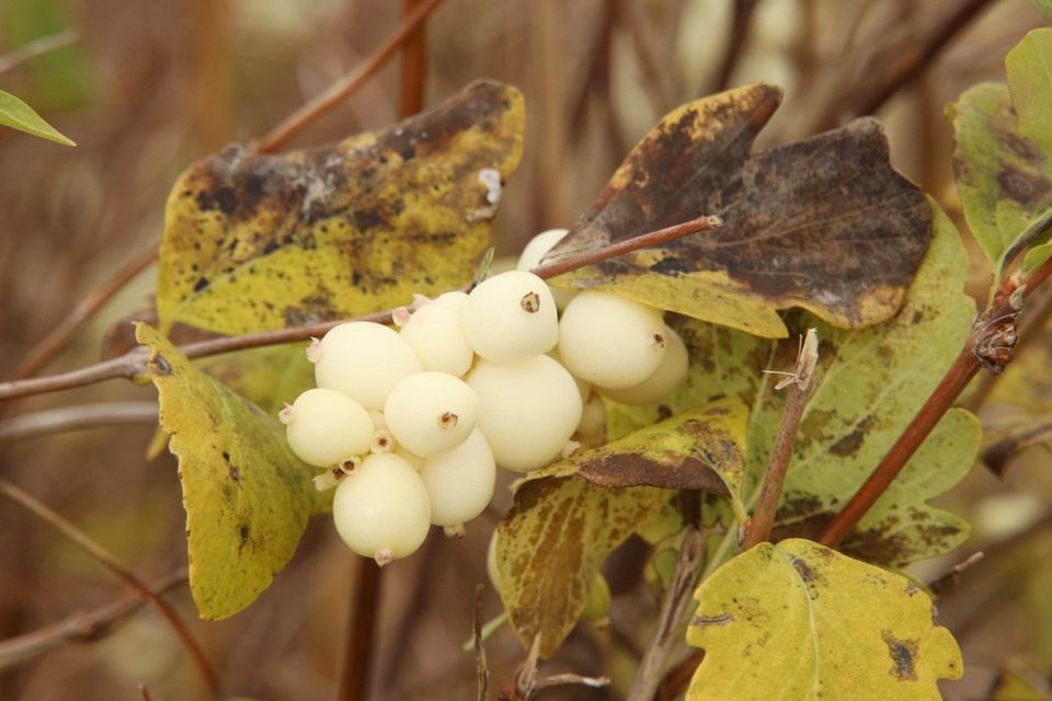 USED 20241123-snowberries-gk