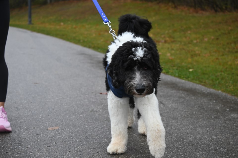 USED 20241128-newmarket-dog-jq