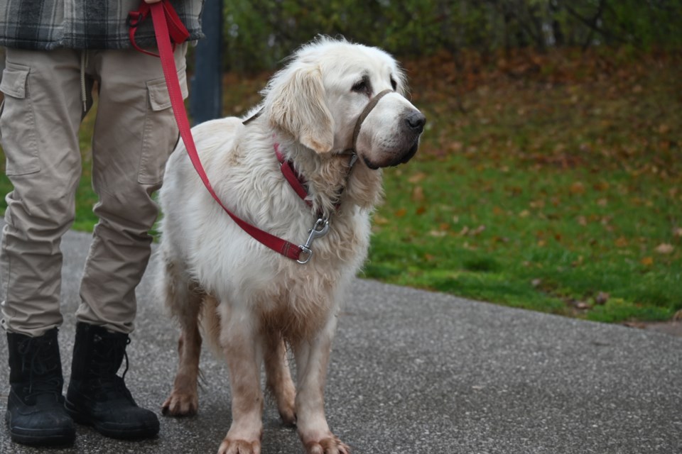 USED 20241203-newmarket-dog-jq