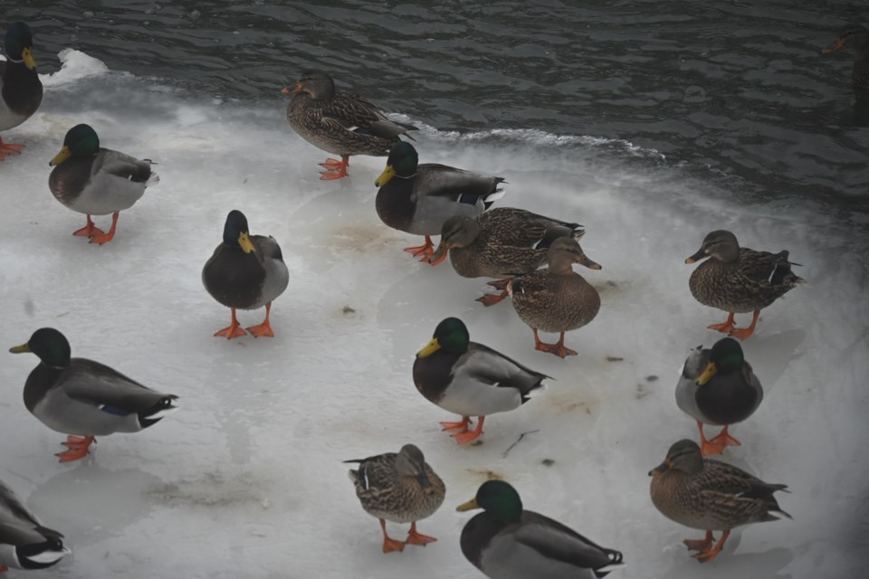 USED 20250203-ducks-jq