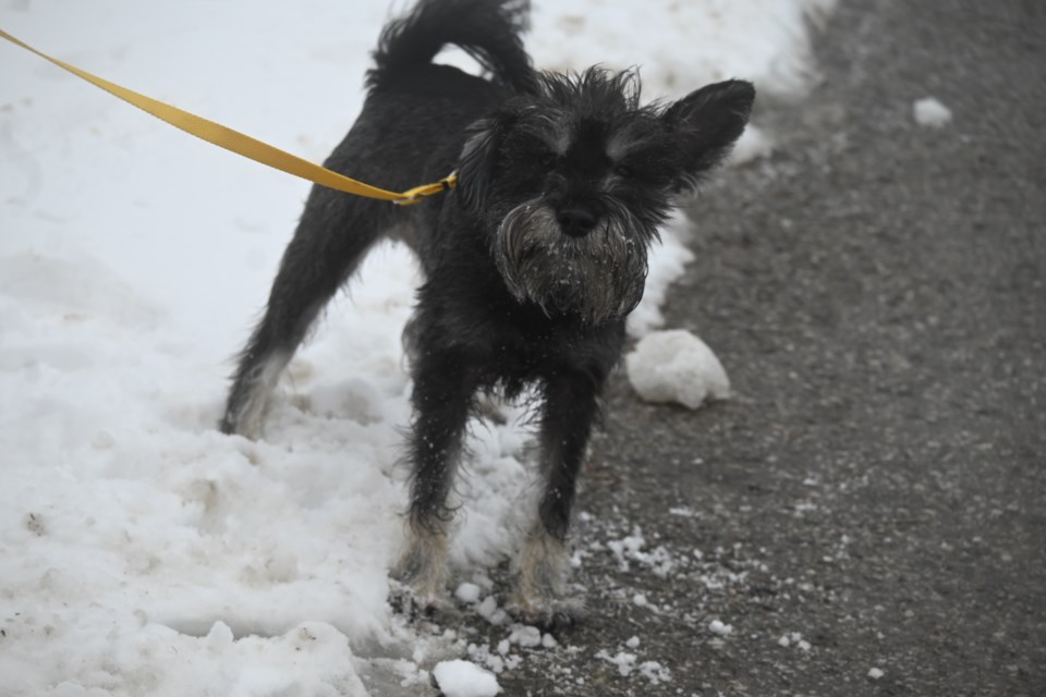 USED 20250206-startled-dog-jq