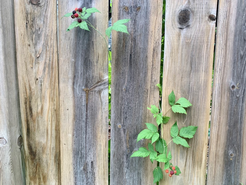 USED 2021 07 04 raspberries on College Street SC