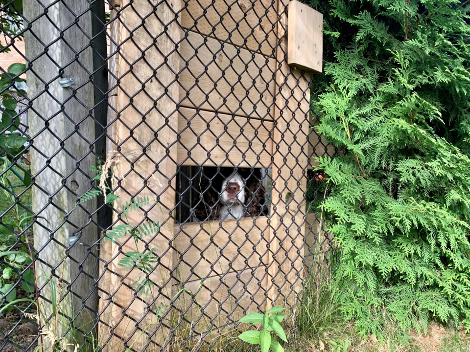 USED 2021 07 15 dog peeking out SC