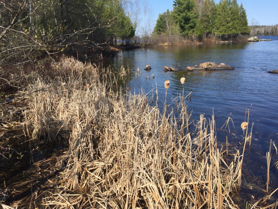 USED2018-06-07goodmorning  2   Along the shores of Trout Lake. Photo by Brenda Turl for BayToday.