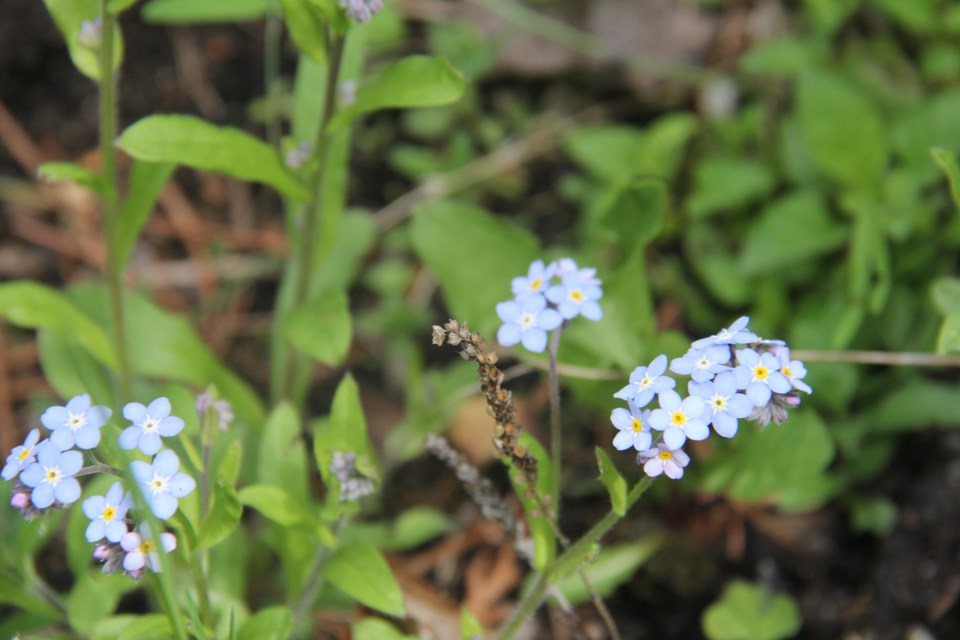 USED 2018-06-14goodmorning  6  Don't forget me. Photo by Brenda Turl for BayToday.