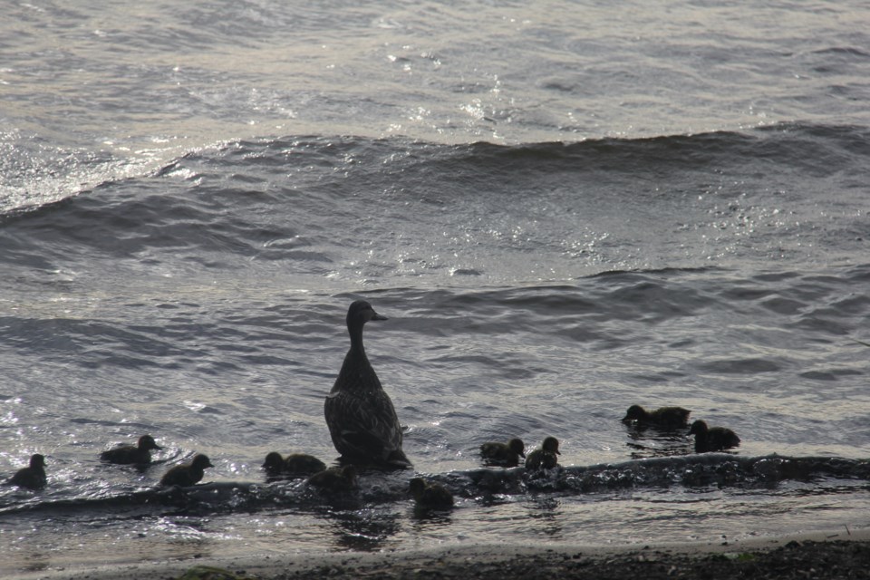 USED 2018-06-21goodmorning   7  Mama Mallard keeping close watch over her wee ones. Photo by Brenda Turl for BayToday.