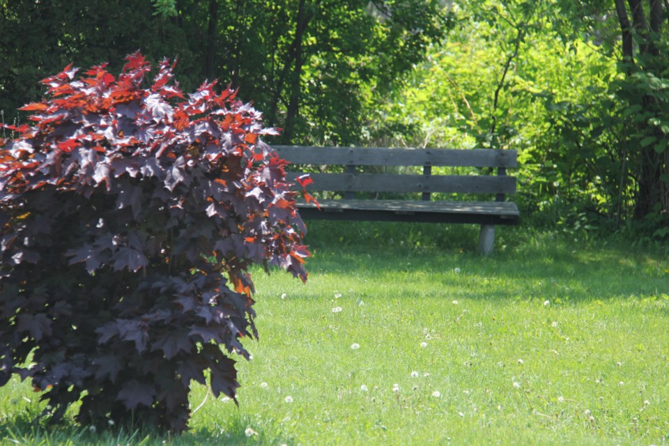 USED 2018-06-28goodmorning  6  Shady rest. Photo by Brenda Turl for BayToday.