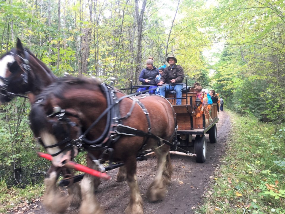 XX2018-10-25goodmorning  4 HOrse rides at the Cranberry festival. Photo by Brenda Turl for BayToday.