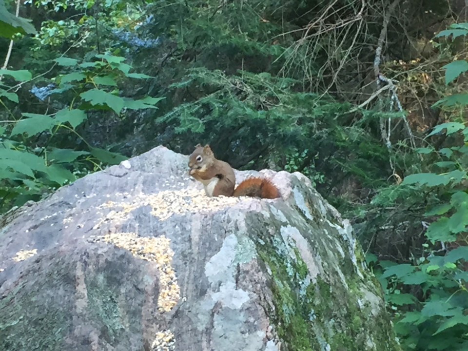 USED 2018-10-4goodmorning  5 Little squirrel enjoying a treat. Photo by Brenda Turl for BayToday.