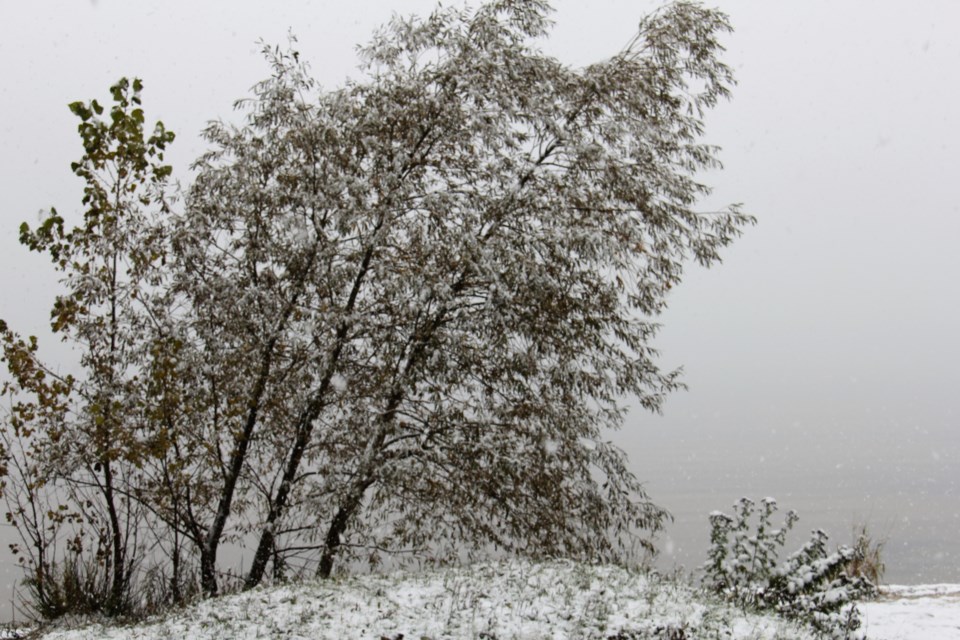 USED 2018-11-08goodmorning  6  Snowy burden. Photo by Brenda Turl for BayToday.