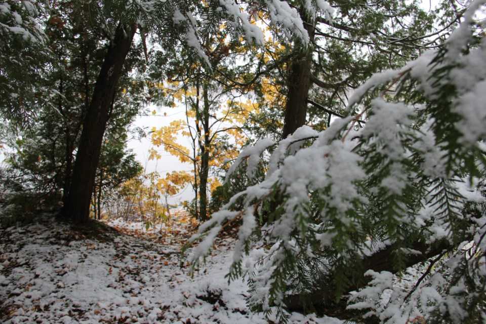 USED 2018-11-22goodmorning  7 Snow covered trees. Photo by Brenda Turl for BayToday.