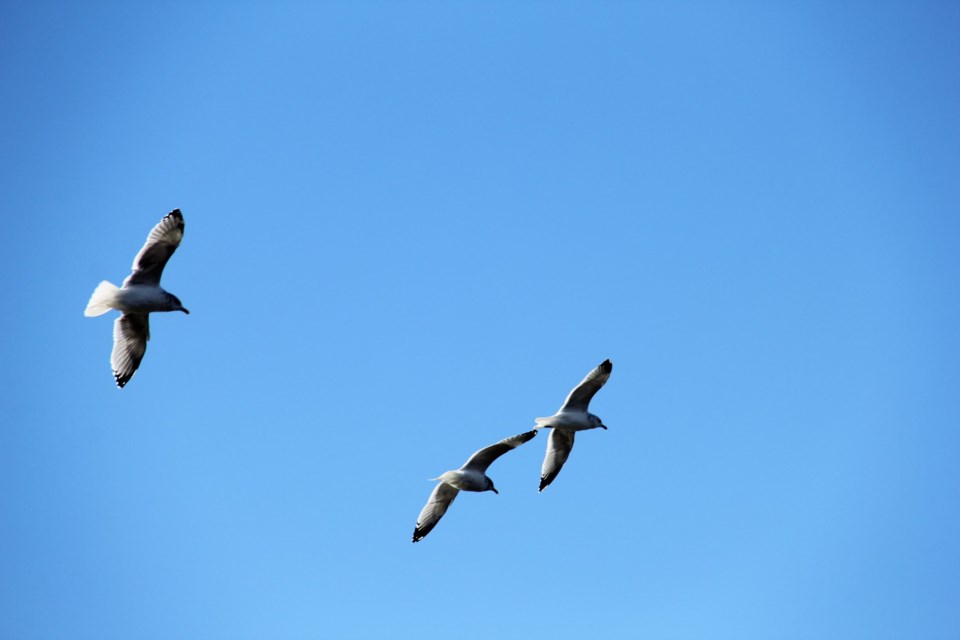 USED 2018-11-22goodmorning  9 Seagulls. Photo by Brenda Turl for BayToday.