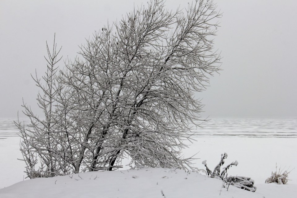 USED 2018-12-27goodmorning  7 Tree on the shore. Photo by Brenda Turl for BayToday.