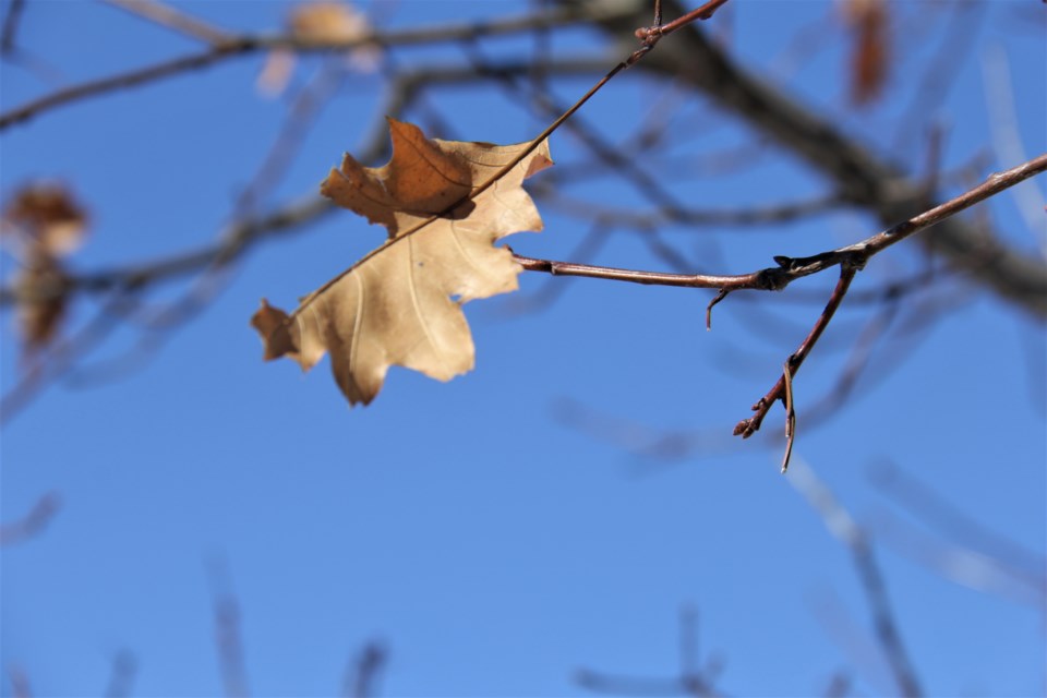 USED 2019-04-25goodmorning  1 Clinging oak leaf. Photo by Brenda Turl for BayToday.