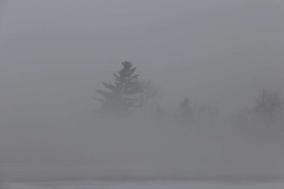 USED 2019-04-25goodmorning  4 Pine in the fog. Photo by Brenda Turl for BayToday.