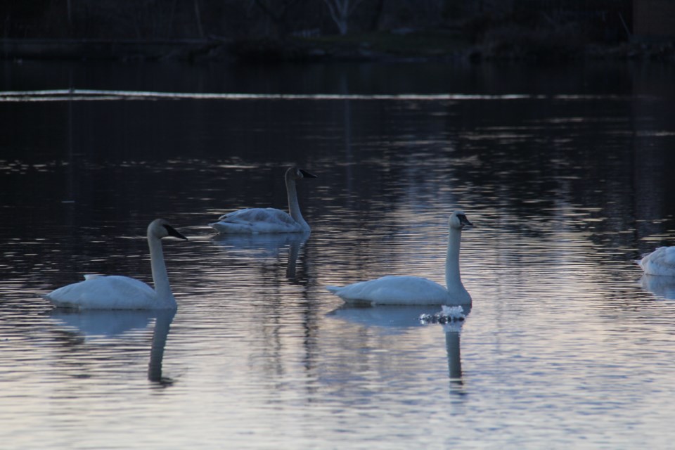 USED 2019-05-2goodmorning  6 Swans visit the beach. Photo by Brenda Turl for BayToday.