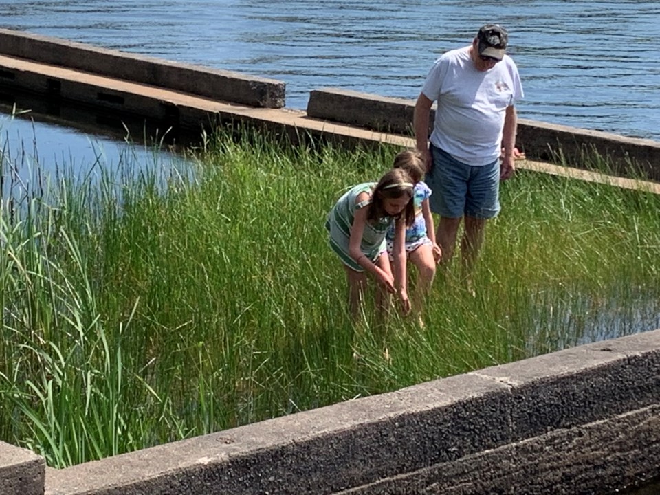 USED 2019-08-29goodmorningnorthbaybct  4 Frog catchers. Photo by Brenda Turl for BayToday.