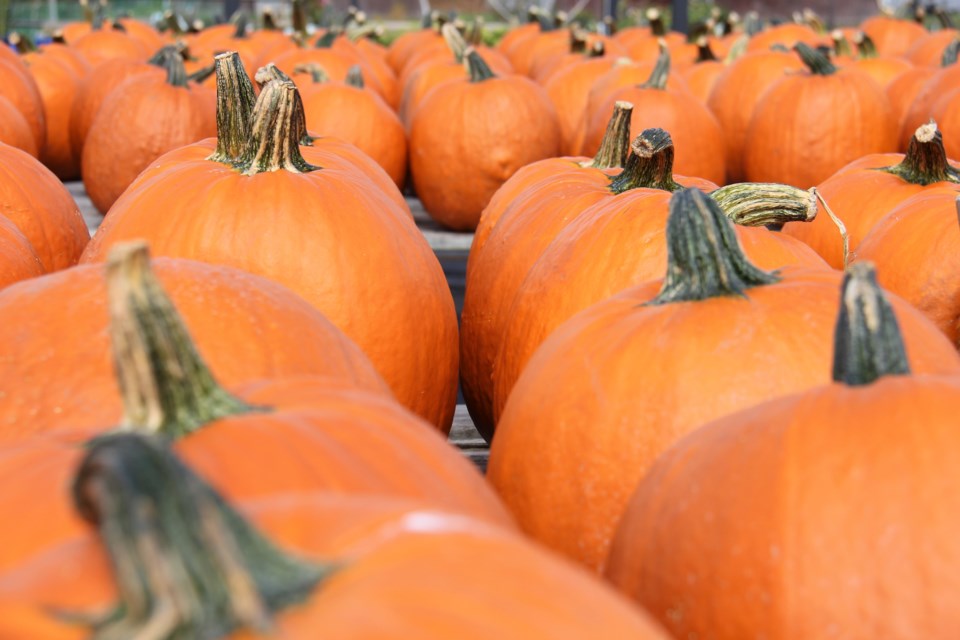 USED 2019-10-10goodmorningnorthbaybct  2 Pumpkins! Photo by Brenda Turl for BayToday.