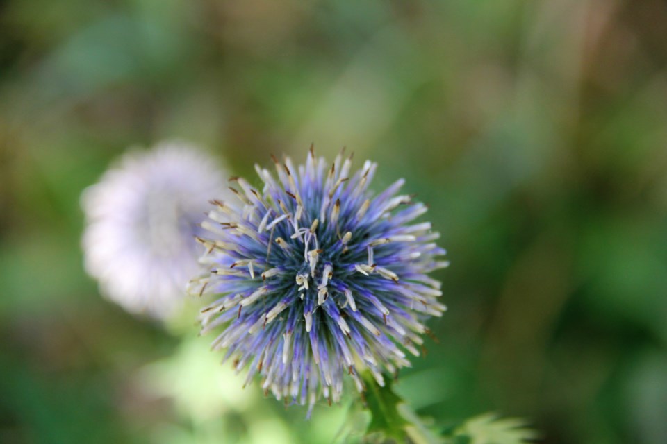 USED 2019-10-17goodmorningnorthbaybct  1 Globe thistle. Photo by Brenda Turl for BayToday.