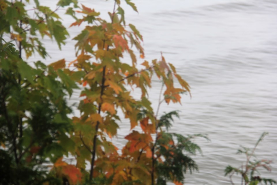 USED 2019-10-31goodmorningnorthbaybct  4 Changing leaves. Photo by Brenda Turl for BayToday.