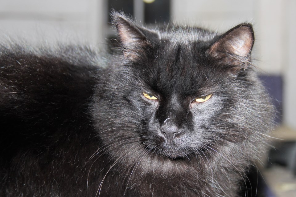 USED 2019-11-21goodmorningnorthbaybct  2 Barn cat. Photo by Brenda Turl for BayToday.