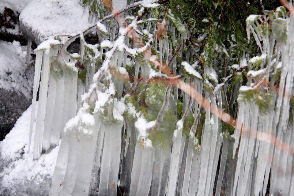 USED 2019-12-26goodmorningnorthbaybct  1 Ice wrapped cedars.orth Bay. Photo by Brenda Turl for BayToday.